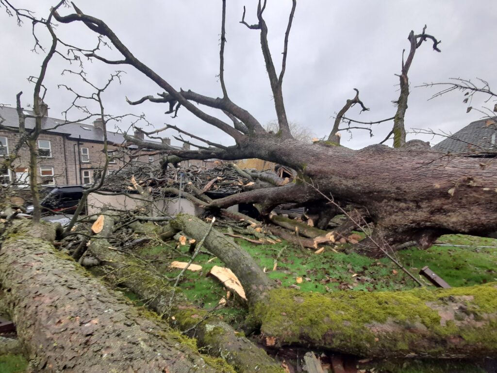 storm tree damage uk yorkshire
