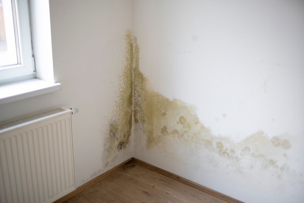 mould water damage